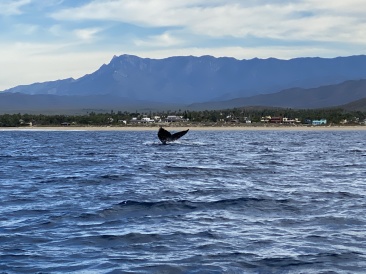 2022-01-23-Mexico-Los-Cubos-083-Whales.JPG