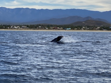2022-01-23-Mexico-Los-Cubos-086-Whales.JPG