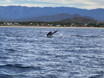 2022-01-23-Mexico-Los-Cubos-088-Whales.JPG