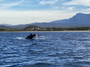 2022-01-23-Mexico-Los-Cubos-089-Whales.JPG