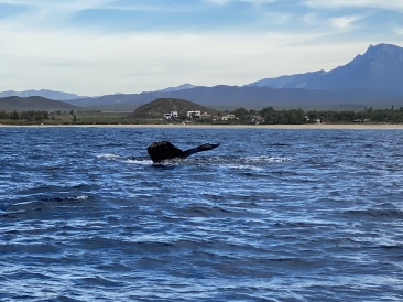 2022-01-23-Mexico-Los-Cubos-092-Whales.JPG