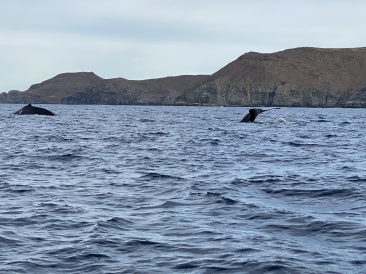 2022-01-23-Mexico-Los-Cubos-093-Whales.JPG