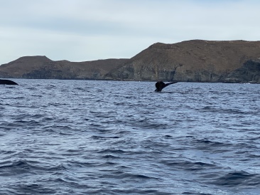 2022-01-23-Mexico-Los-Cubos-094-Whales.JPG
