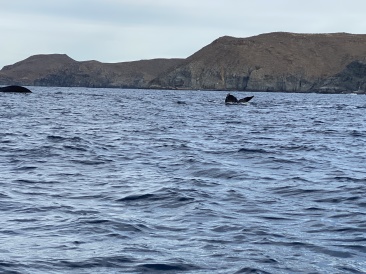 2022-01-23-Mexico-Los-Cubos-095-Whales.JPG