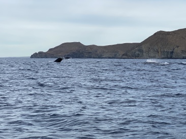 2022-01-23-Mexico-Los-Cubos-096-Whales.JPG