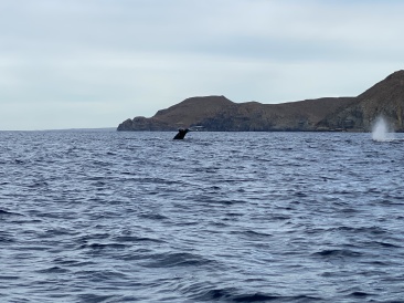 2022-01-23-Mexico-Los-Cubos-097-Whales.JPG