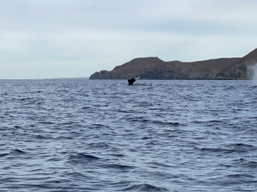 2022-01-23-Mexico-Los-Cubos-098-Whales.JPG