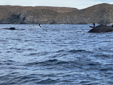 2022-01-23-Mexico-Los-Cubos-100-Whales.JPG