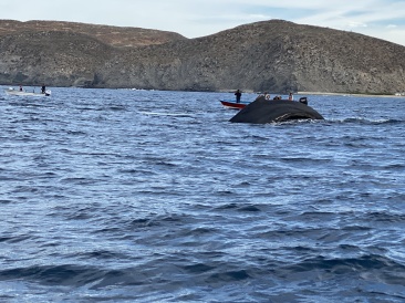 2022-01-23-Mexico-Los-Cubos-101-Whales.JPG