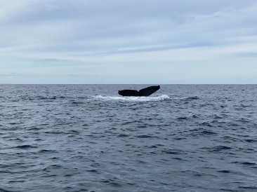 2022-01-23-Mexico-Los-Cubos-103-Whales.JPG