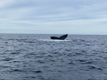 2022-01-23-Mexico-Los-Cubos-104-Whales.JPG