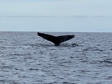 2022-01-23-Mexico-Los-Cubos-105-Whales.JPG