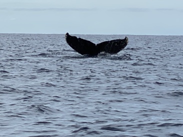 2022-01-23-Mexico-Los-Cubos-106-Whales.JPG