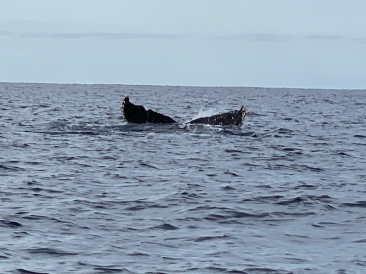 2022-01-23-Mexico-Los-Cubos-107-Whales.JPG