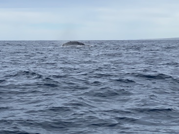 2022-01-23-Mexico-Los-Cubos-108-Whales.JPG