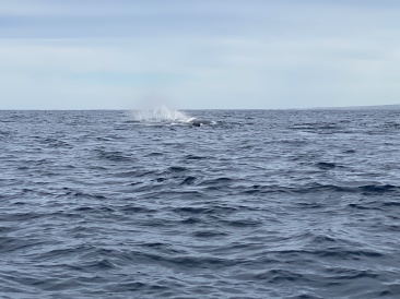 2022-01-23-Mexico-Los-Cubos-109-Whales.JPG
