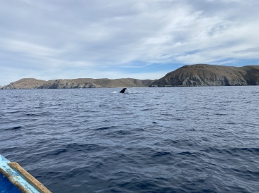 2022-01-23-Mexico-Los-Cubos-111-Whales.JPG