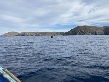 2022-01-23-Mexico-Los-Cubos-112-Whales.JPG