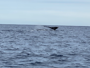 2022-01-23-Mexico-Los-Cubos-113-Whales.JPG