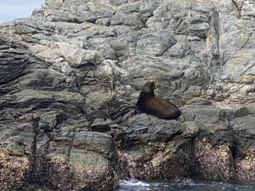 2022-01-23-Mexico-Los-Cubos-128-Seal.JPG