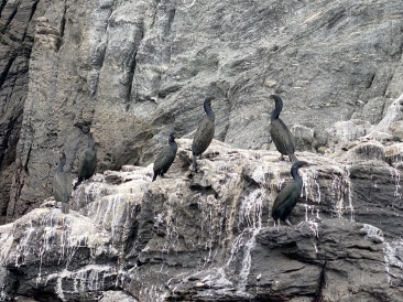 2022-01-23-Mexico-Los-Cubos-140-birds.JPG