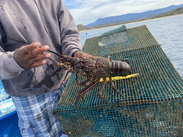 2022-01-23-Mexico-Los-Cubos-142-lobster.JPG