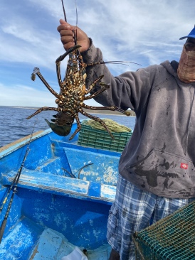 2022-01-23-Mexico-Los-Cubos-143-lobster.JPG