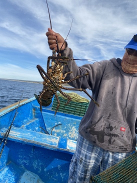 2022-01-23-Mexico-Los-Cubos-144-lobster.JPG