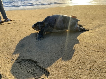 2022-01-24-Mexico-Los-Cubos-197-dead-turtle.JPG