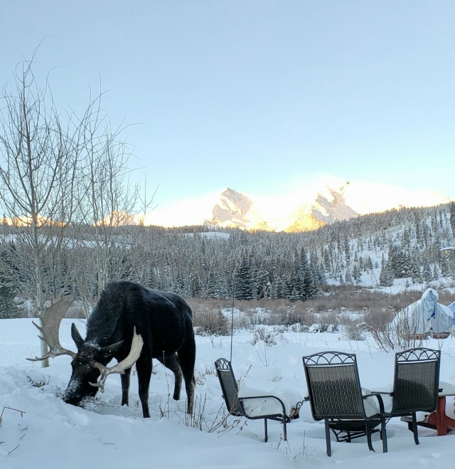 2022/01(January)/SecurityCam/640x480_2022-01-01-Moose-1-GOOD.JPG