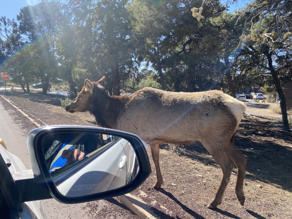 2022-03-13-Grand-Canyon-021-Elk.JPG