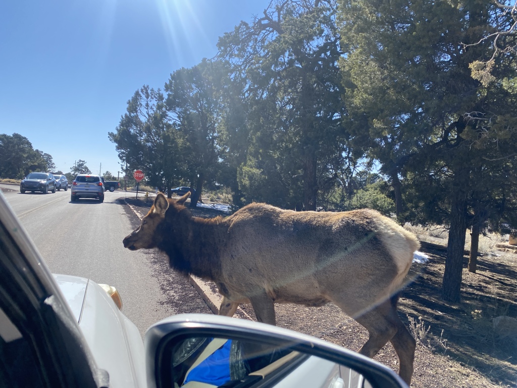 2022-03-13-Grand-Canyon-022-Elk.JPG