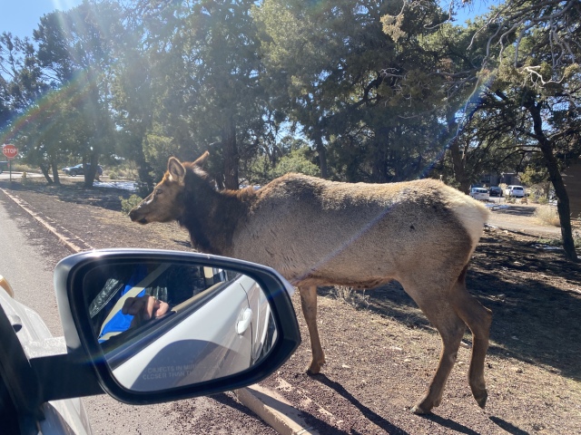 2022/03(March)/Grand-Canyon-Crew8787/640x480_2022-03-13-Grand-Canyon-021-Elk.JPG