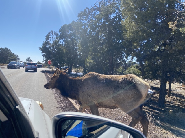 2022-03-13-Grand-Canyon-022-Elk.JPG