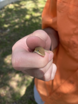2022-04-15-Chance-1st-House-46-gecko.JPG