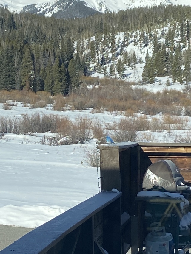 2022/04(April)/Loveland-Colorado/640x480_2022-03-31-Colorado-06-bluebird.JPG