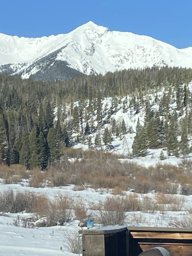 2022/04(April)/Loveland-Colorado/640x480_2022-03-31-Colorado-07-bluebird.JPG