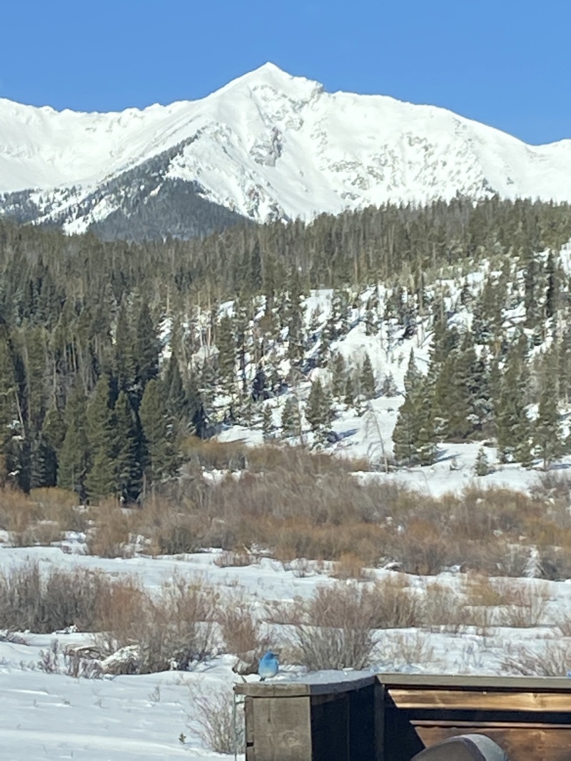 2022/04(April)/Loveland-Colorado/800x600_2022-03-31-Colorado-07-bluebird.JPG