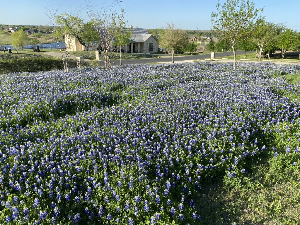 2022/04(April)/Misc/1024x768_2022-04-06-01-Bluebonnets.JPG