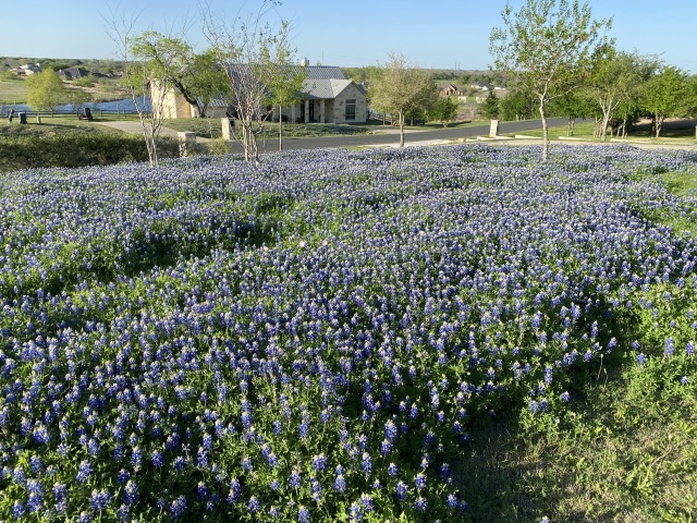 2022/04(April)/Misc/2022-04-06-01-Bluebonnets.JPG