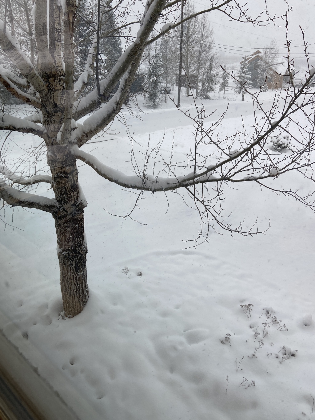 2022/05(May)/Colorado-Moose-Snow/1024x768_2022-05-20-Snow-04.JPG