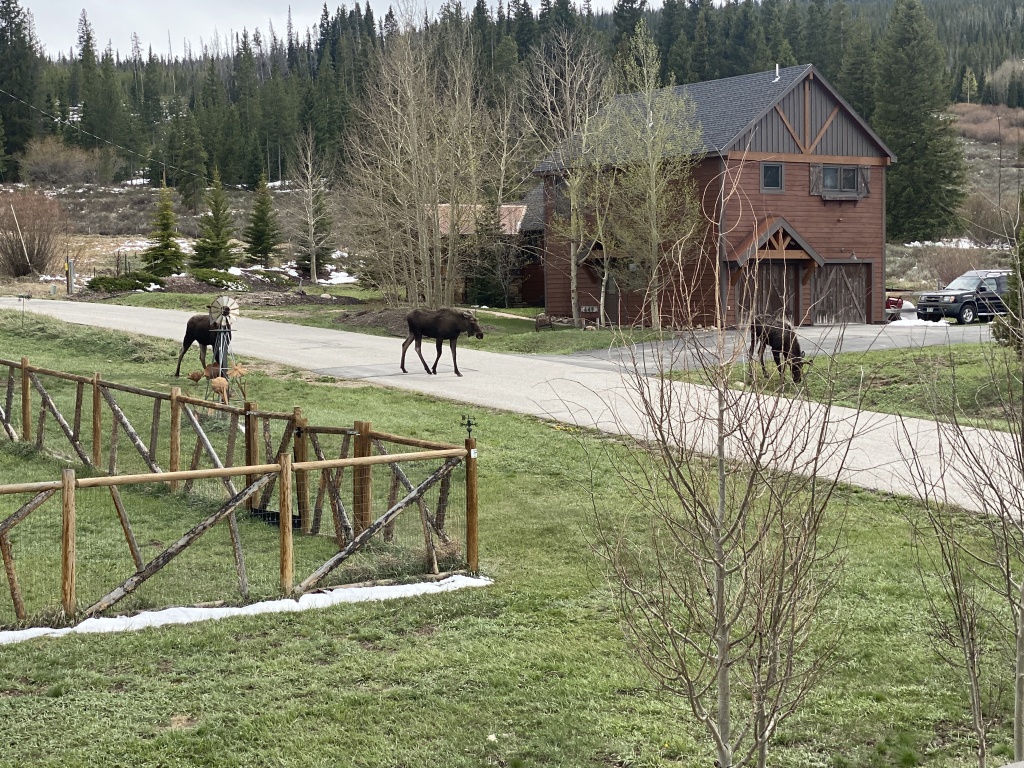 2022/05(May)/Colorado-Moose-Snow/1024x768_2022-05-23-Moose-01.JPG