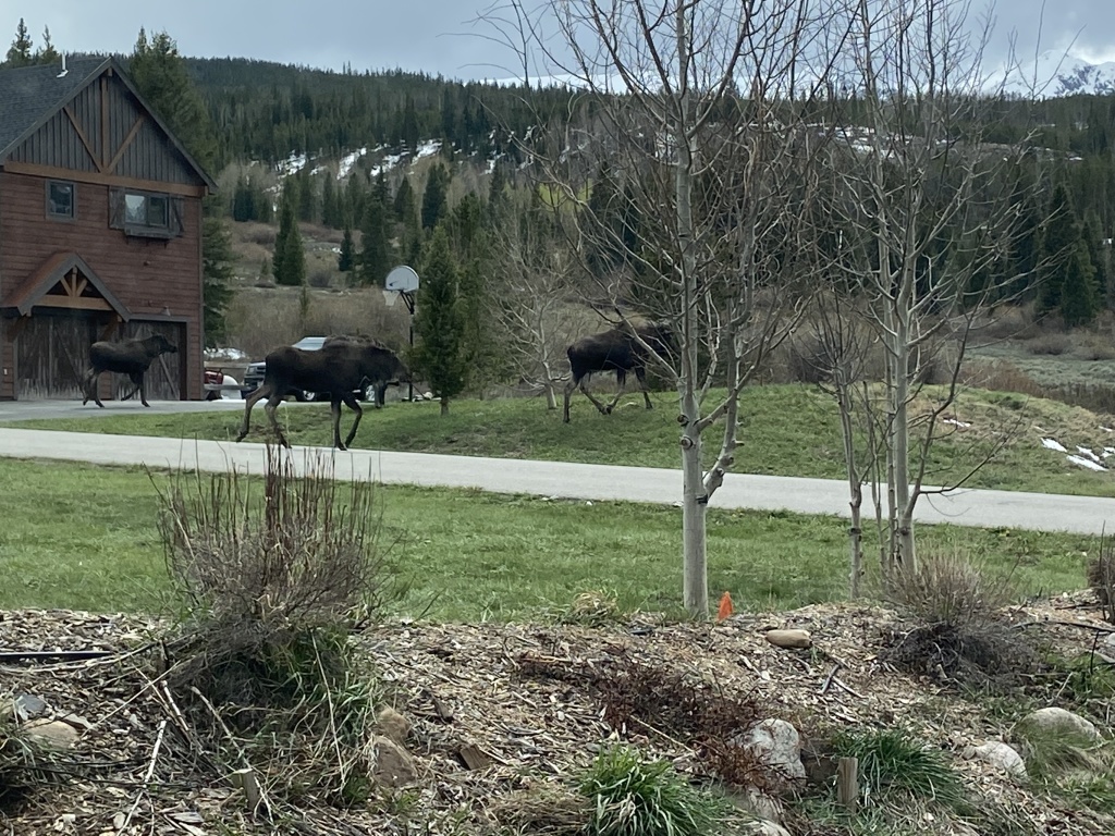 2022/05(May)/Colorado-Moose-Snow/1024x768_2022-05-23-Moose-03.JPG