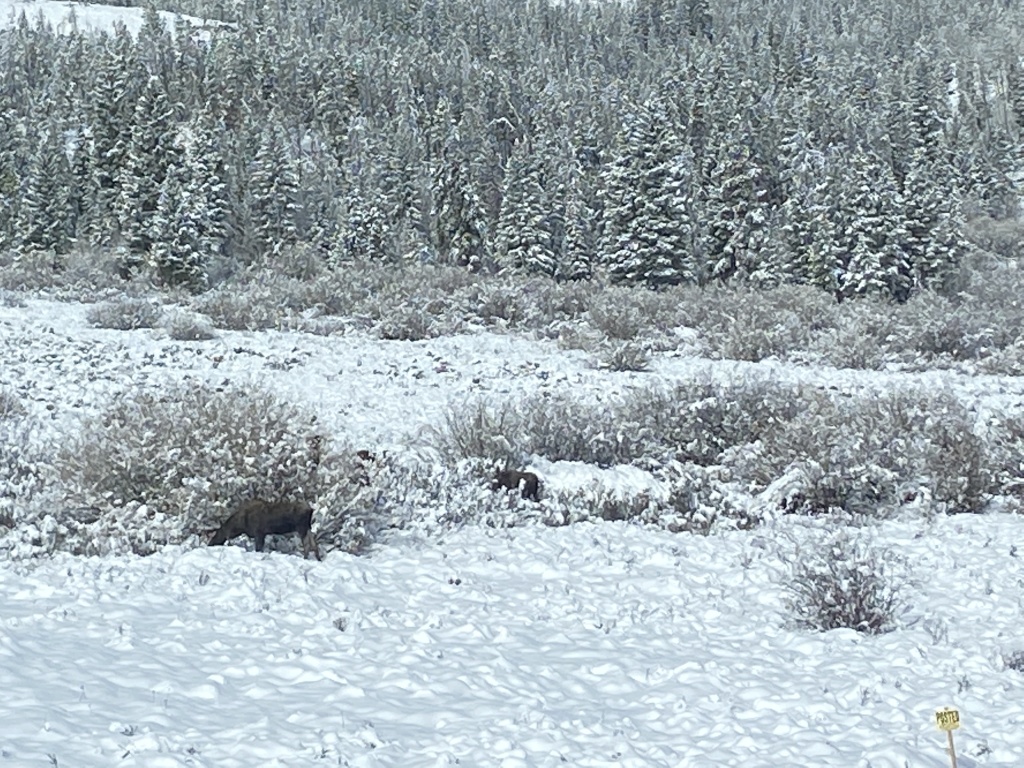 2022/05(May)/Colorado-Moose-Snow/1024x768_2022-05-24-Snow-Moose-06.JPG