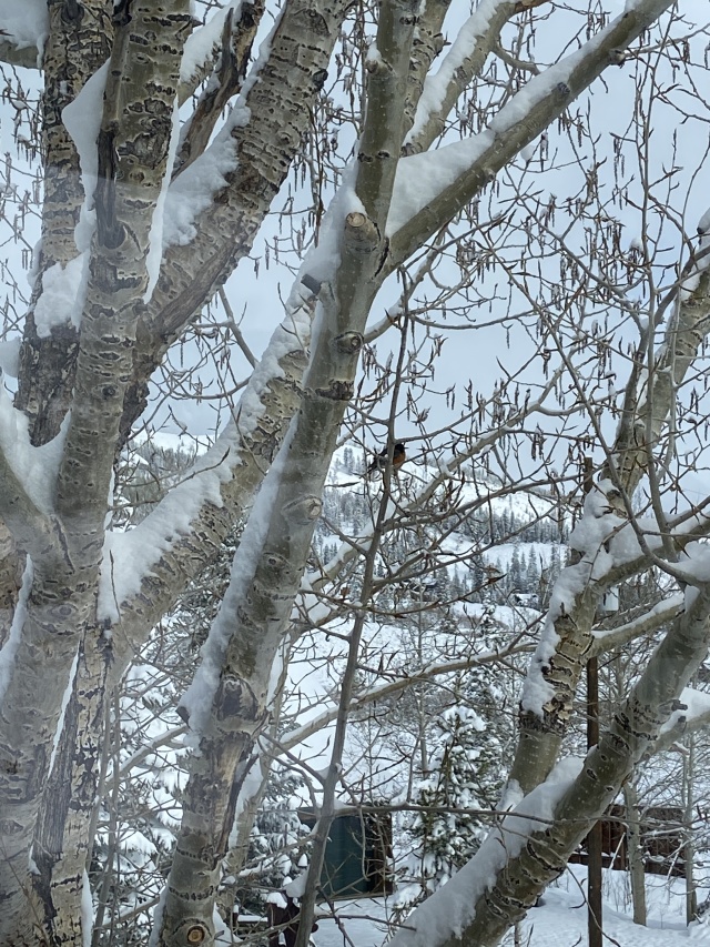 2022/05(May)/Colorado-Moose-Snow/640x480_2022-05-21-Snow-10.JPG