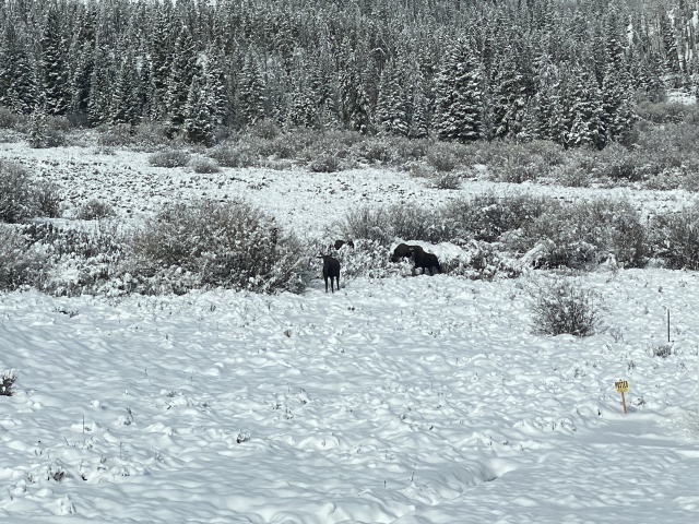 2022/05(May)/Colorado-Moose-Snow/640x480_2022-05-24-Snow-Moose-05.JPG