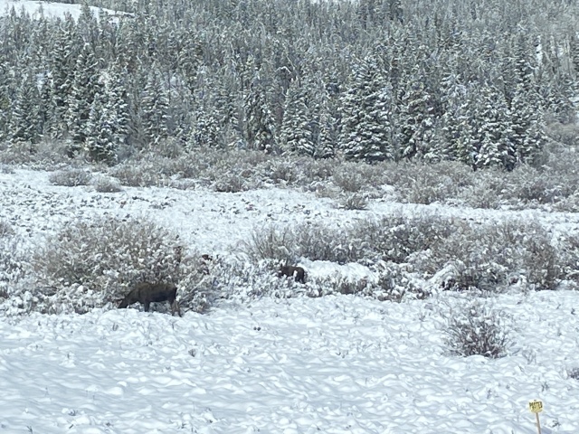2022/05(May)/Colorado-Moose-Snow/640x480_2022-05-24-Snow-Moose-06.JPG