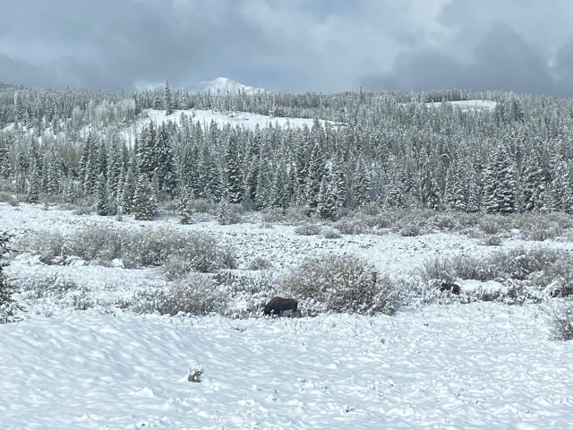 2022/05(May)/Colorado-Moose-Snow/640x480_2022-05-24-Snow-Moose-07.JPG