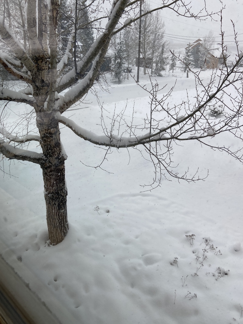 2022/05(May)/Colorado-Moose-Snow/800x600_2022-05-20-Snow-04.JPG