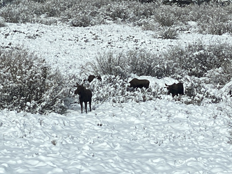 2022/05(May)/Colorado-Moose-Snow/800x600_2022-05-24-Snow-Moose-04.JPG